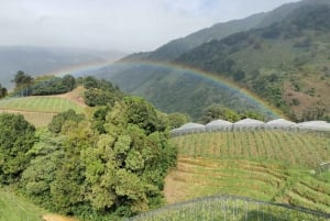 Visite des vignobles et ruée vers l'or