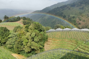 Wine Tour and Golden Rush