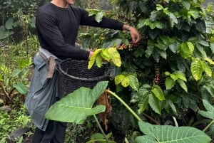 Zagala Nueva: Kaffetur med kaffesmagning