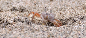 Beaches - South Caribbean Region