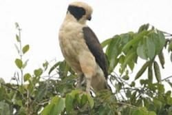 Birds and Best Birdwatching