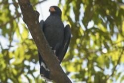 Birds and Best Birdwatching