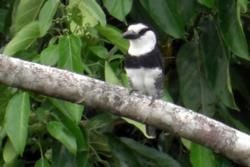 Birds and Best Birdwatching