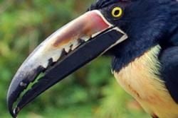 Birds and Best Birdwatching