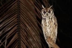 Birds and Best Birdwatching