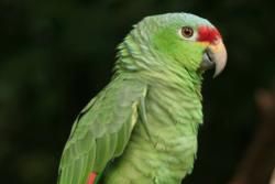 Birds and Best Birdwatching