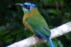 Birds and Best Birdwatching