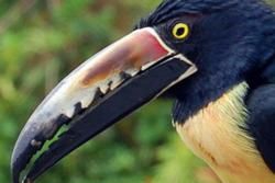 Central Pacific Region