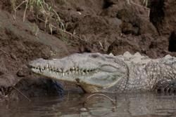 Central Pacific Region