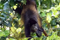 Central Pacific Region