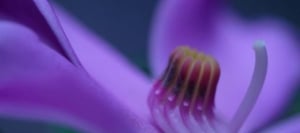 Flowers of Costa Rica