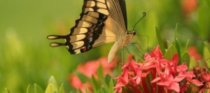 Flowers of Costa Rica