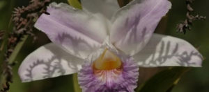 Flowers of Costa Rica