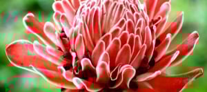 Flowers of Costa Rica