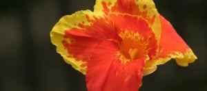 Flowers of Costa Rica