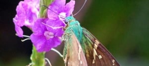Flowers of Costa Rica