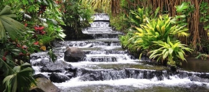 Flowers of Costa Rica