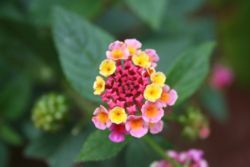 National Parks North Pacific Region