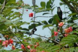 National Parks North Pacific Region