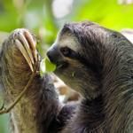 National Parks of Costa Rica 