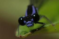 North Caribbean Region