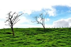 Northern Plain Region