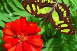 Northern Plain Region