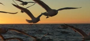 Nosara - Information