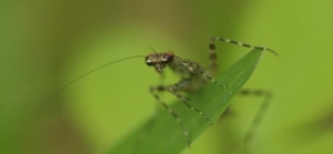 Piedras Blancas National Park