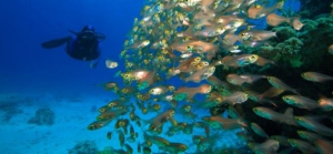 Samara - Information