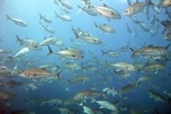 South Caribbean Region