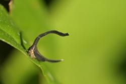 South Caribbean Region