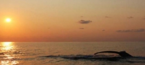 Land of Whales - Uvita