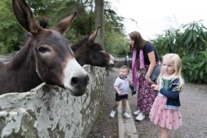 Dublin: Cliffs of Moher, Ennis, & Bunratty Castle Day Tour