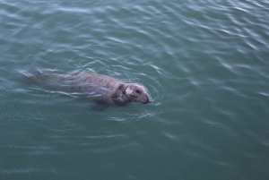 Dublin: Dublin Coastal Hike and Pints & Puppies