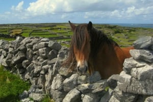 Fra Cork: 9-timers guidet Ring of Kerry og Killarney-tur