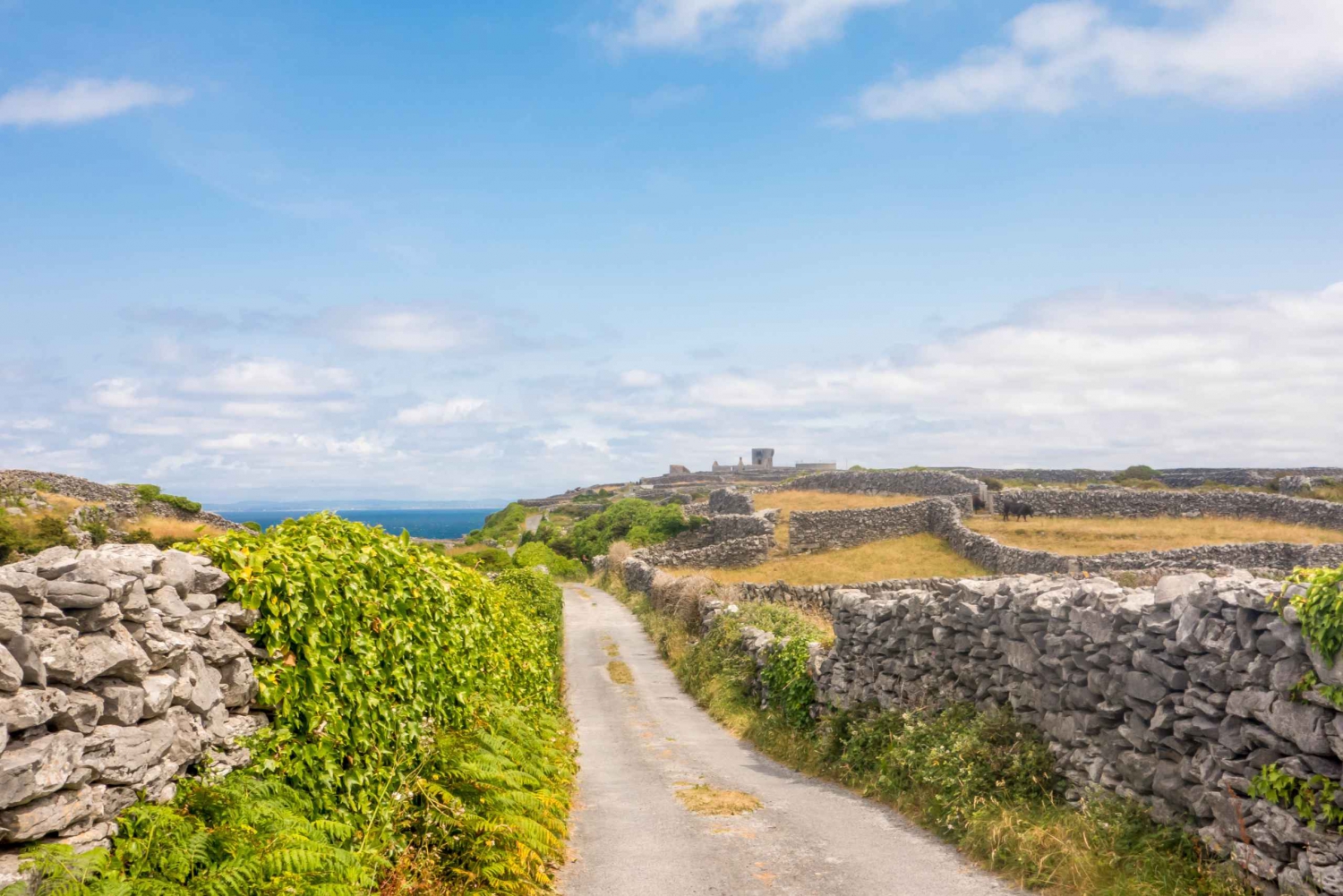 From Doolin: Inis Oirr Island & Cliffs of Moher Cruise