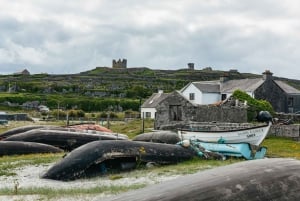 Galwaysta: Aran Islands & Cliffs of Moher kokopäiväretki