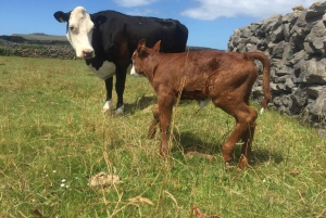 Galwaystä: Aransaarten matkapäivä ja Cliffs of Moher -risteily