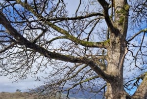 Killarney: Boat Tour to Innisfallen Island, Killarney Lakes