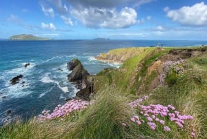 Killarney: Dingle Peninsula foto- en sightseeingtour