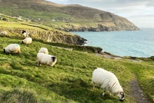 Killarney: Foto- og sightseeingtur til Dingle-halvøen