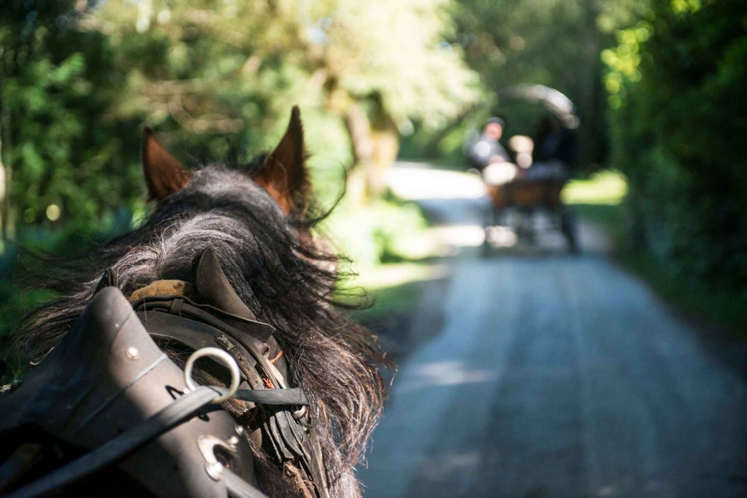Killarney på hest og vogn: 1-timers tur med bil