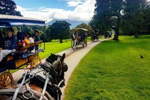 Killarney med häst och vagn: 1 timmes tur med bil