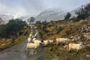 Killarney : L'Anneau des Reeks - Backroads Rural Tour