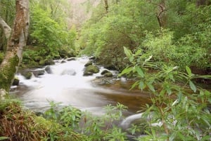 Privat lyxig dagstur till Killarney och nationalparken