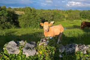 The Burren: Sketch and painting class, make a unique artwork