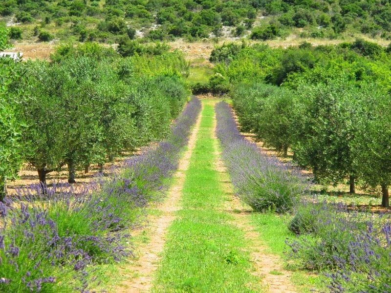 Olive grove in Pirovac