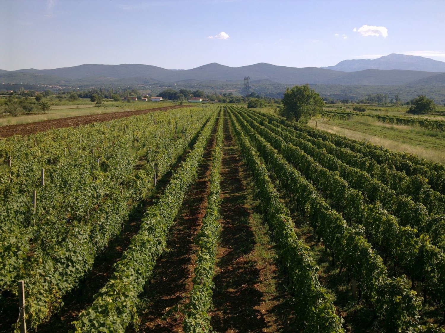 Vineyard in Imotski