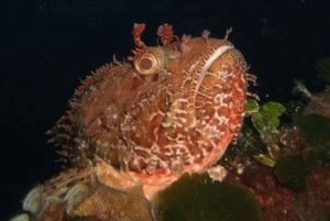 2-Hour Night Diving Tour in Dubrovnik